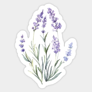 Watercolor Lavender Sticker